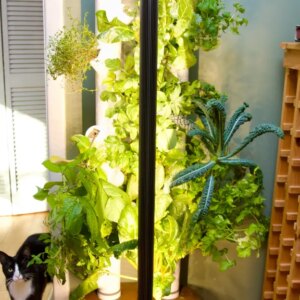 Gardyn Studio 2 review: this smart garden turned my black thumb green