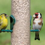 A Wildlife Expert Explains How to Get More Birds at Your Bird Feeder