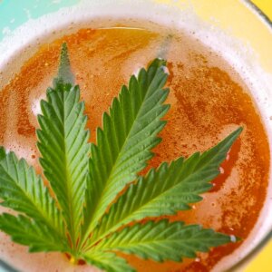 A glass of beer with a cannabis leaf in it.