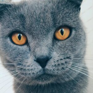 Google Photos Adds AI-Powered Meme Creation With 'Me Meme'