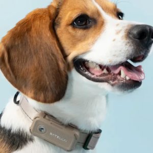 a beagle dog wearing the Satellai Collar Go model in front of a blue background