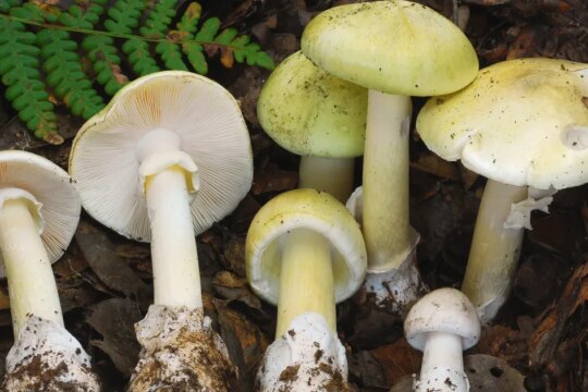 4 People Died After Eating Death Cap Mushrooms In California